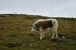 A fluffy cow grazing in a rural pasture under an overcast sky.