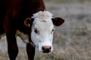 Close-up of a young Hereford cow grazing in an open pasture, showcasing its distinctive markings.